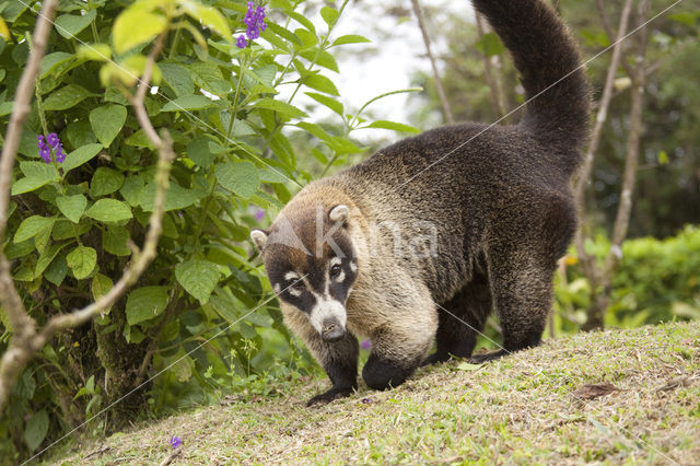 White-nosed Coati (Nasua narica)