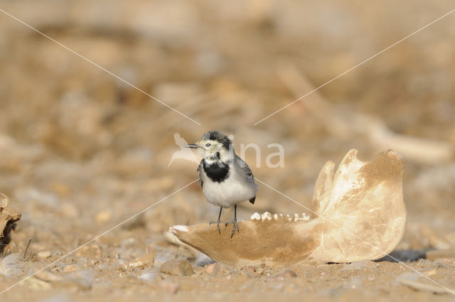 Witte Kwikstaart (Motacilla alba)