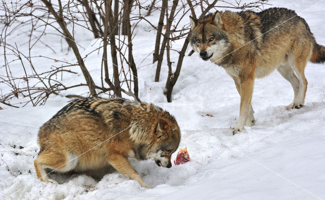 Grey Wolf (Canis lupus)