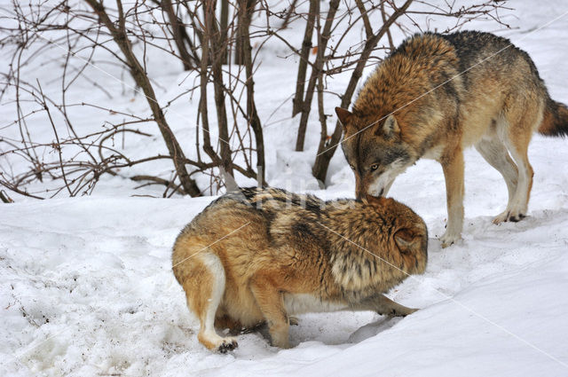 Grey Wolf (Canis lupus)