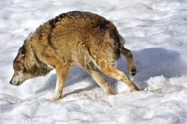 Grey Wolf (Canis lupus)