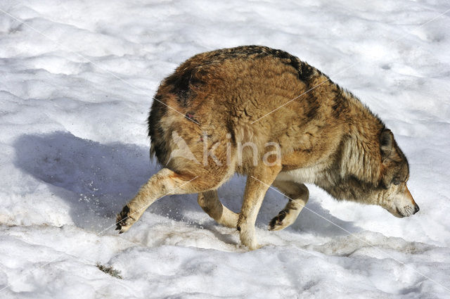 Grey Wolf (Canis lupus)