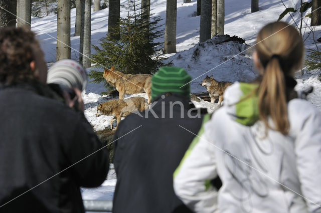 Wolf (Canis lupus)