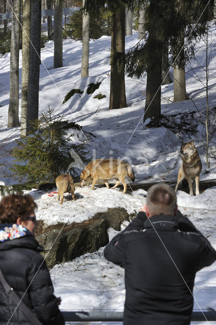 Grey Wolf (Canis lupus)