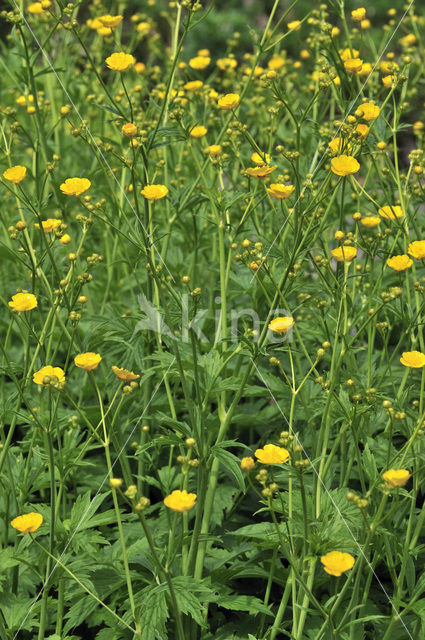 Woolly Buttercup (Ranunculus lanuginosus)