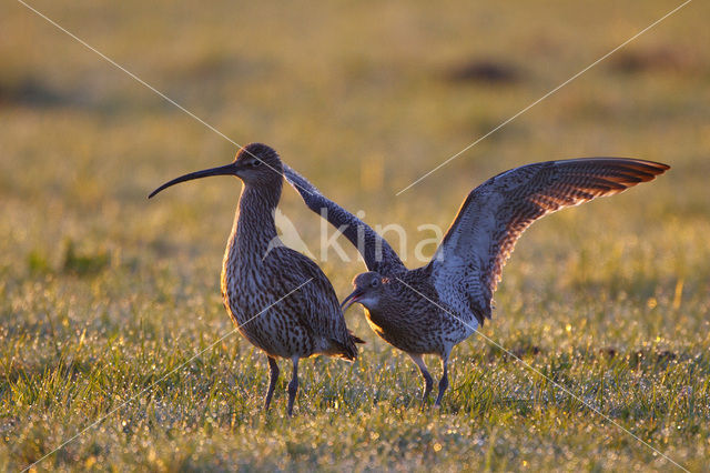 Eurasian Curlew (Numenius arquata)