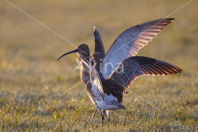 Eurasian Curlew (Numenius arquata)