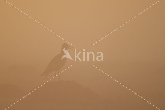 Eurasian Curlew (Numenius arquata)