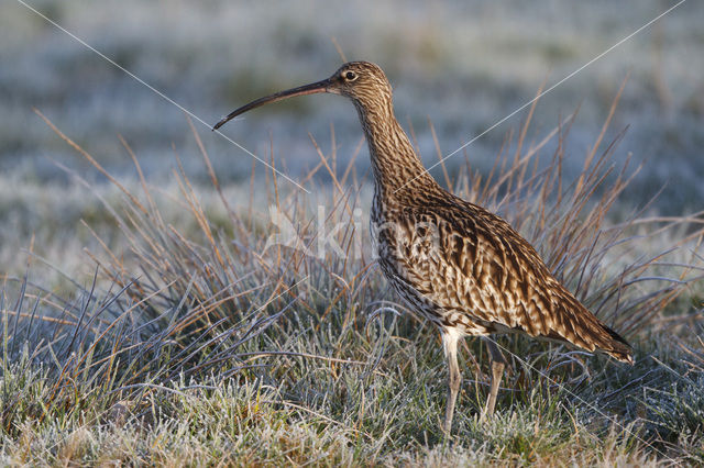 Eurasian Curlew (Numenius arquata)