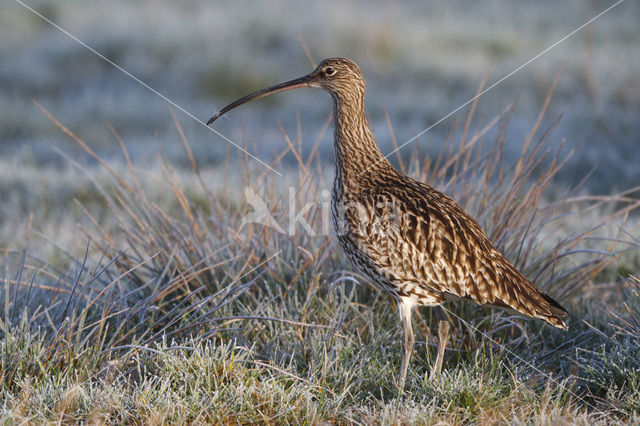 Eurasian Curlew (Numenius arquata)