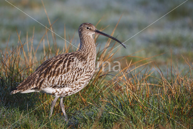 Eurasian Curlew (Numenius arquata)