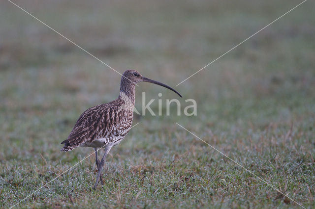 Eurasian Curlew (Numenius arquata)