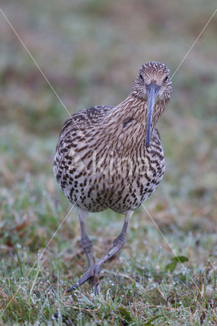 Eurasian Curlew (Numenius arquata)