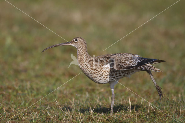 Eurasian Curlew (Numenius arquata)