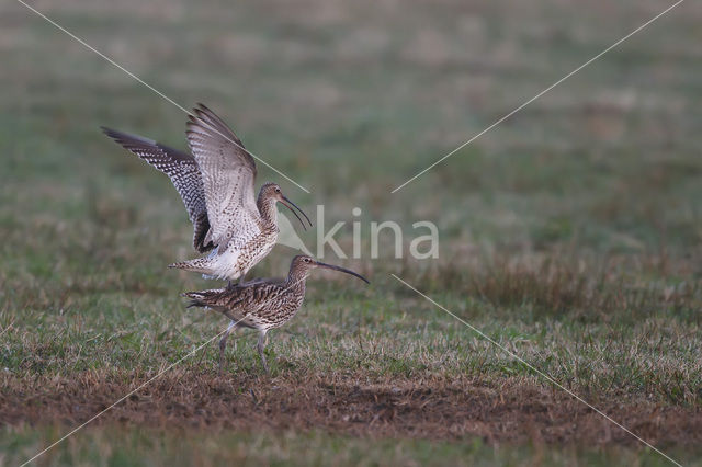 Eurasian Curlew (Numenius arquata)