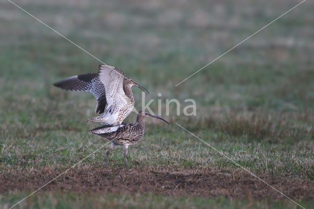 Eurasian Curlew (Numenius arquata)