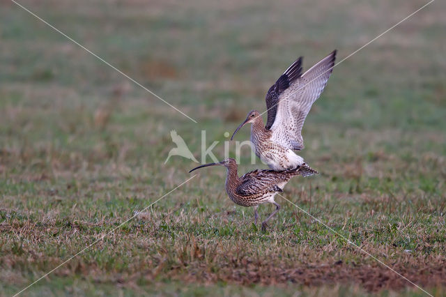 Eurasian Curlew (Numenius arquata)