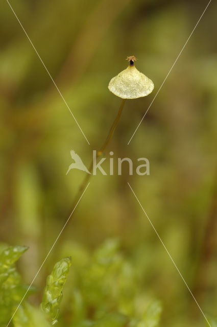 yellow moosedung moss (Splachnum luteum)