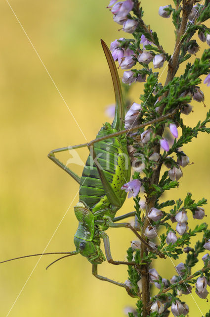 Saddle-backed Bush-cricket (Ephippiger ephippiger)
