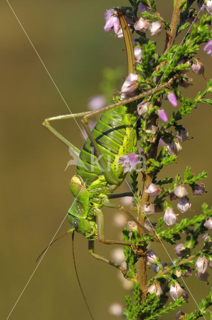 Zadelsprinkhaan (Ephippiger ephippiger)