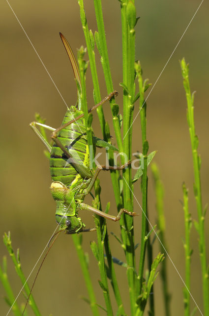 Saddle-backed Bush-cricket (Ephippiger ephippiger)