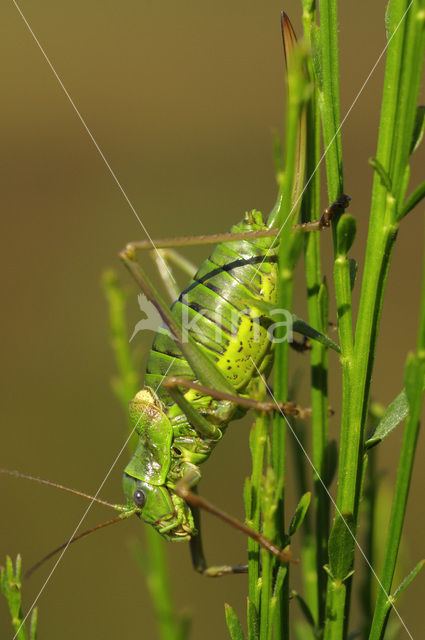 Zadelsprinkhaan (Ephippiger ephippiger)