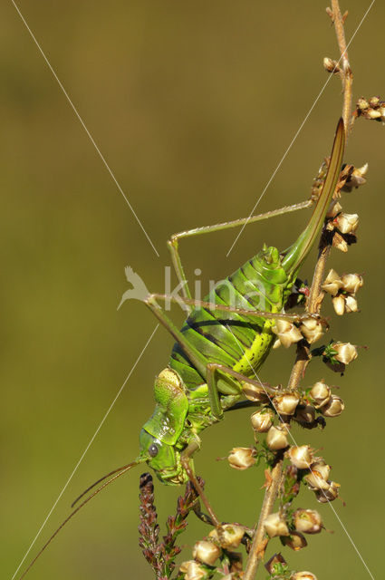 Zadelsprinkhaan (Ephippiger ephippiger)