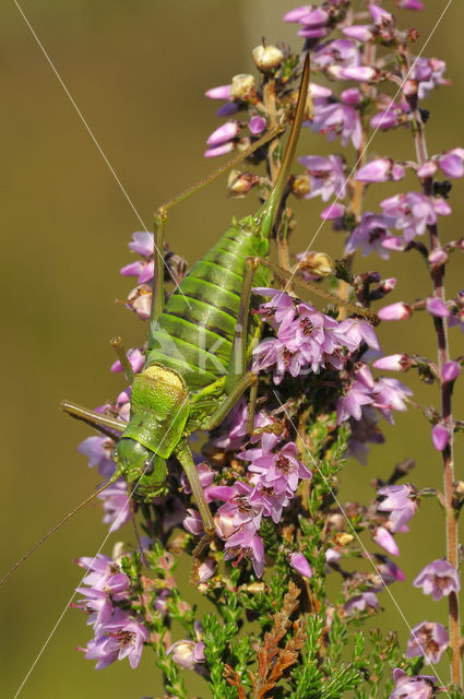 Zadelsprinkhaan (Ephippiger ephippiger)