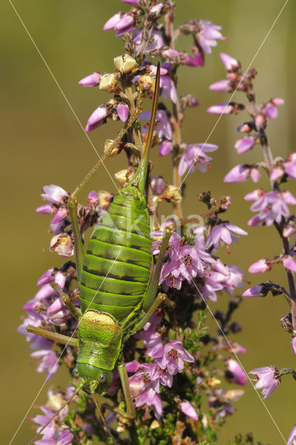 Zadelsprinkhaan (Ephippiger ephippiger)