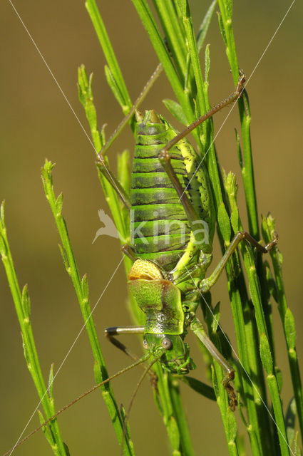 Zadelsprinkhaan (Ephippiger ephippiger)