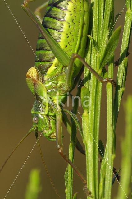 Saddle-backed Bush-cricket (Ephippiger ephippiger)
