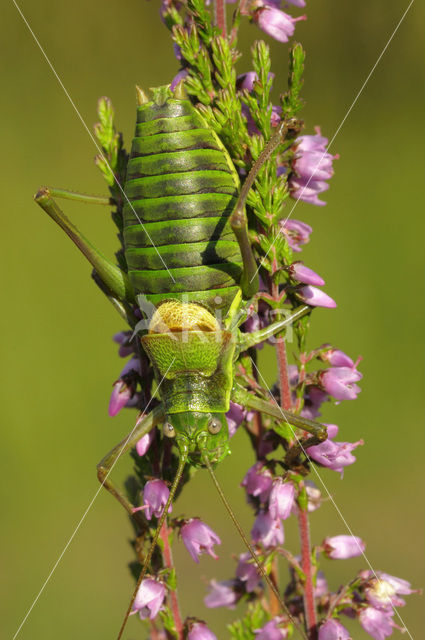 Saddle-backed Bush-cricket (Ephippiger ephippiger)