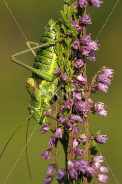 Zadelsprinkhaan (Ephippiger ephippiger)