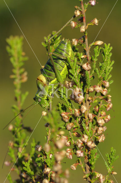 Zadelsprinkhaan (Ephippiger ephippiger)