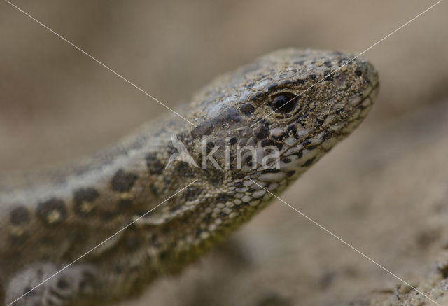 Zandhagedis (Lacerta agilis)