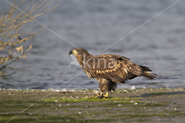 Zeearend (Haliaeetus albicilla)