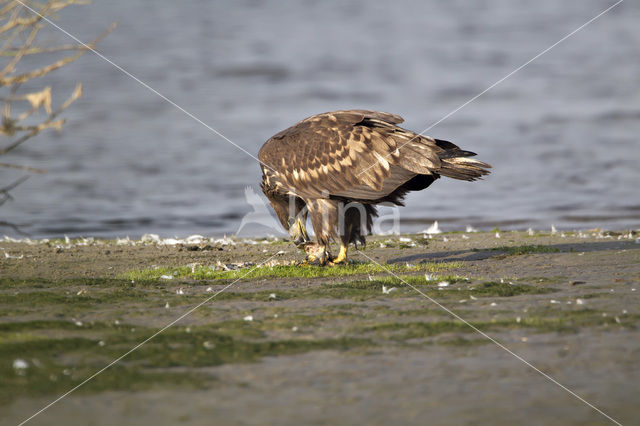 Zeearend (Haliaeetus albicilla)