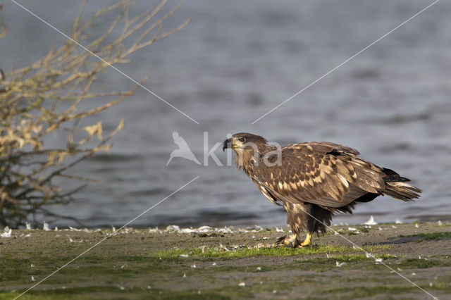 Zeearend (Haliaeetus albicilla)