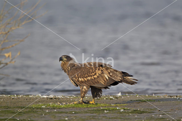 Zeearend (Haliaeetus albicilla)