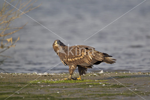 White-tailed Sea Eagle (Haliaeetus albicilla)