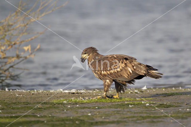 Zeearend (Haliaeetus albicilla)