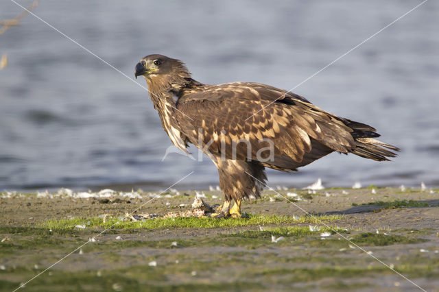 Zeearend (Haliaeetus albicilla)