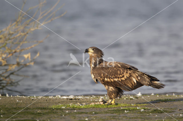 Zeearend (Haliaeetus albicilla)