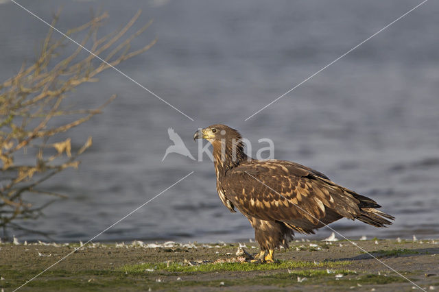 Zeearend (Haliaeetus albicilla)