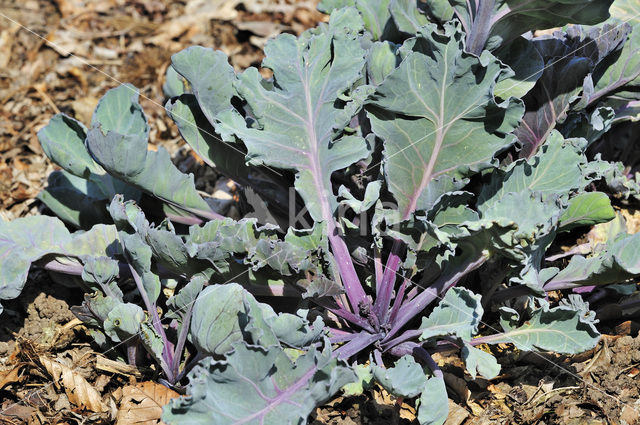 Seakale (Crambe maritima)