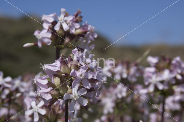 Soapwort (Saponaria officinalis)