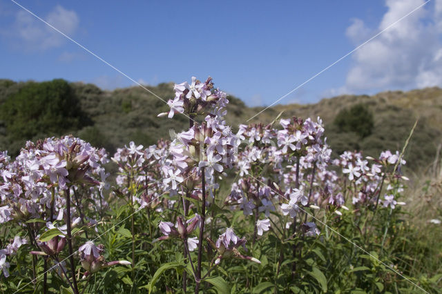 Soapwort (Saponaria officinalis)