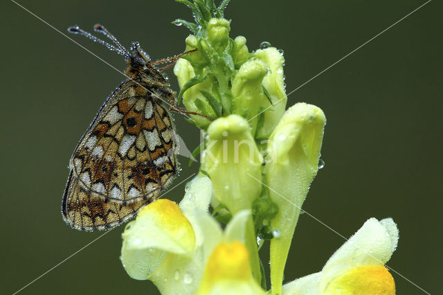 Zilveren maan (Boloria selene)