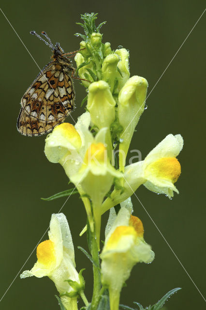 Small Pearl-Bordered Fritillary (Boloria selene)