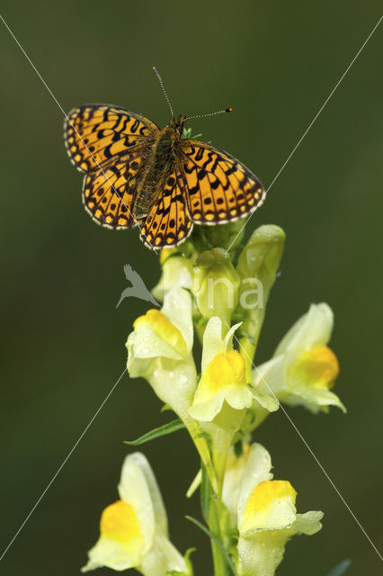 Small Pearl-Bordered Fritillary (Boloria selene)